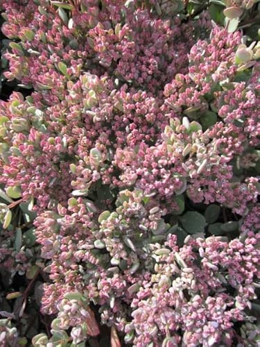 Japanische Fetthenne - Sedum cauticola - Felsen-Fettblatt - Himalaya-Fetthenne Verpackungseinheit 3