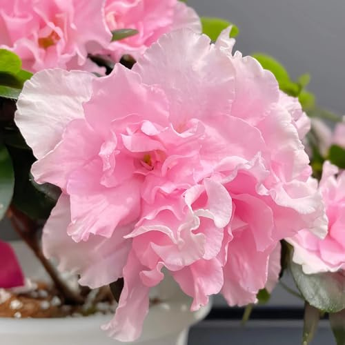 rhododendronsamen, azalee winterhart stauden mehrjährig, outdoor 100pcs