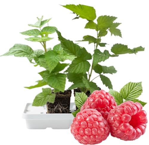 Set 2 Caroline Red Raspberry Plants Live, Raspberry Trees Live Plants, Raspberry Seedlings, 5-9 Inc, Raspberry Fruits Trees