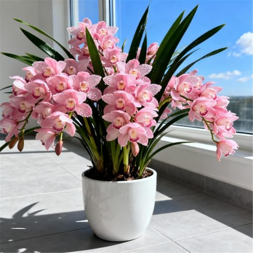 Orchidea Cymbidium profumata - Decorativa in vaso per interni ed esterni - facile da fiorire-3 PCS-I