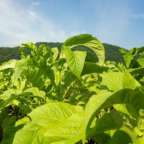 semi di tabacco selvatiche, resistenti balcone con rialzata per interno di al coperto biologiche rare giardino 250pcs