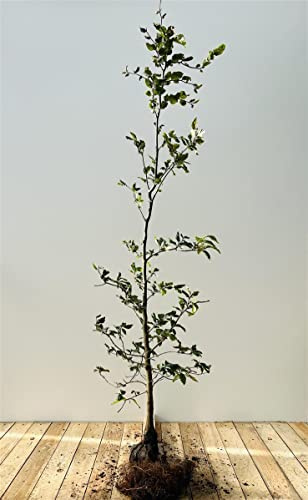 Fagus sylvatica Rotbuche Heckenpflanze wurzelware, winterhart, deutsche Baumschulqualität, schnittverträglich, pflegeleicht