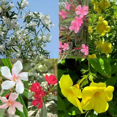 oleandro comprare alberi semi -3