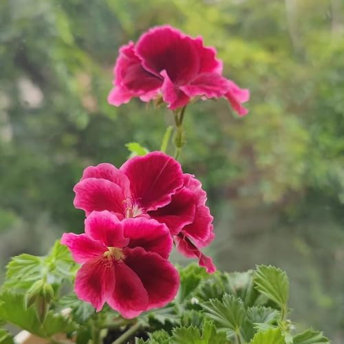 semi di geranio in piedi, pelargonium balcone, campo balcone da balcone resistenti, recisi Decorazione da giardino per esterno, 125pcs