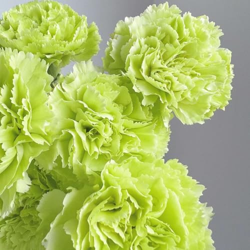 Nelkensamen frühlingsblumen blumensamen kaufen bonsai topf gartenpflanzen schmetterlingsflieder gewächshaus balkon gartendeko für draußen wildblumen balkonblumen wildkräuter 350samen