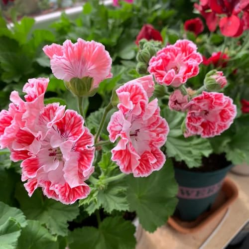 semillas de geranio variedades antiguas parterre silvestres Cubresuelos resistente y jardín al aire libre primavera roca 30pcs