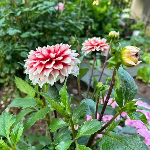 dahlien - garten stauden winterhart mehrjährig, gartenpflanzen winterhart, balkonpflanzen pflanztöpfe blumensaat pflanzensamen exotische 10samen