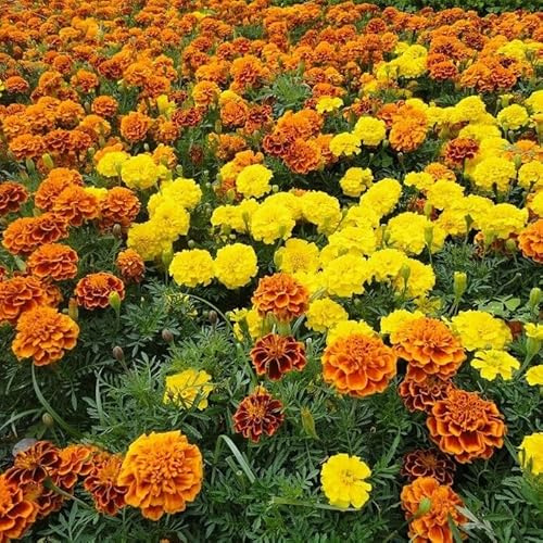 Semillas de Tagete PREMIUM Semillas Flores de Colores Mix