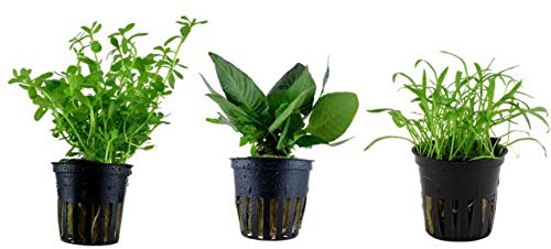 Tropica Nano Set mit 3 einfachen kleinen Topf Pflanzen Aquariumpflanzenset Nr.6 Wasserpflanzen Aquarium Aquariumpflanzen