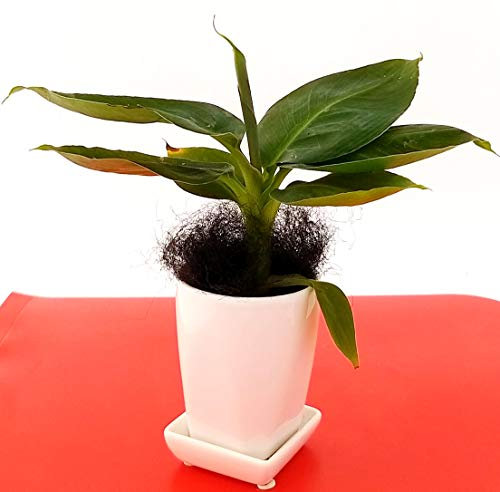 POWERS TO FLOWERS - BANANO, MINI PIANTA DEL BANANO IN VASO CERAMICA BIANCA, pianta vera
