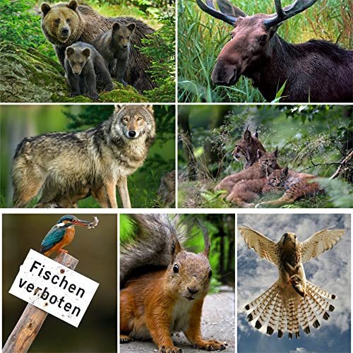 Set de 7 postales lenticulares con motivos animales en 3D (osos, lobos, alces, linces, ardillas, martines pescadores, halcones) de la Edición Colibri