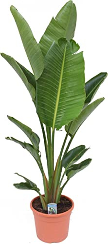 DECOALIVE Strelitzia Augusta Natural Planta de Crecimiento Lento que Puede Alcanzar un gran Tamaño