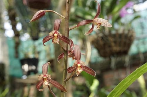 Cymbidium Orchidee, Duftend, Top QualitäT, Winterhart, Cymbidium, MehrjäHrig Phalaenopsis Orchideen, Ideal für Balkon & Terrasse-3zwiebelns-B