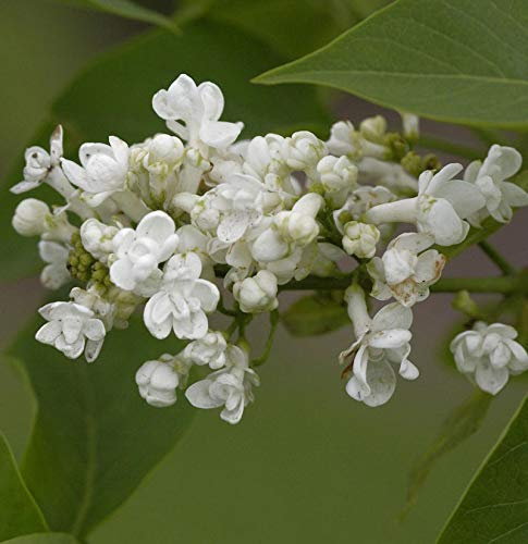 Edelflieder Angel White - Kircher-Collection 40-60cm - Syringa hyacinthiflora