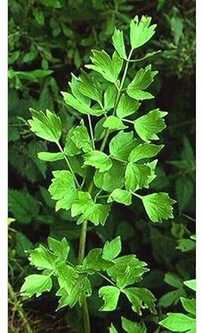 Buy4seeds HERB Lovage LEVISTICUM OFFICINALE 300 Seeds Easy to Garden Yard Patio