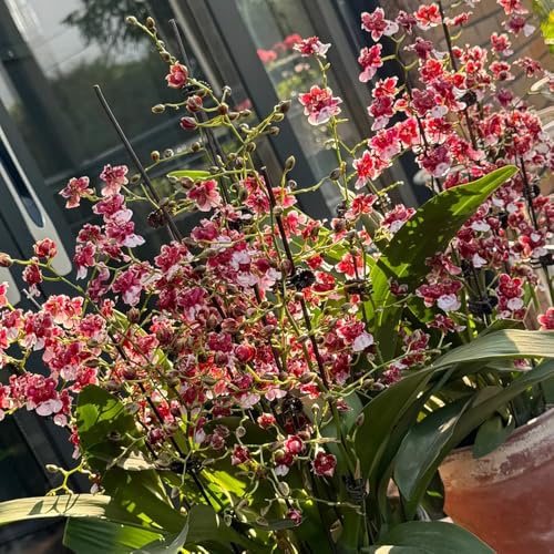 Semi di orchidea Oncidium, semi di orchidea serre da balcone regali sostenibili giardino di decorazione del soggiorno da ufficio di semi di decorazione 300pcs