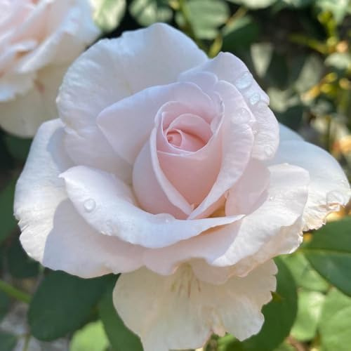 YouGarden Harkness Roses Simon's Rose, Established Plant in 4 Litre Pot, Ready to Plant Floribunda Bush Rose with Pearl Pink Flowers, for Summer to Autumn Flowers in Pots, Beds, or Borders