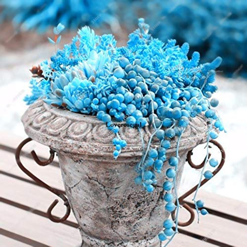 Portal Cool Tipo 8: 50X Perle Blu Senecio Rowleyanus Perle perenni Chlorophytum Piante succulente Lft4