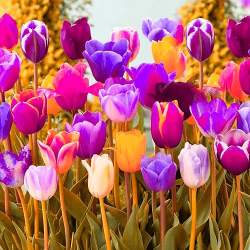 Lebende Pflanzen,Mehrjährige Blumenzwiebel ist winterhart, Winterhart pflanzen, Mysteriöse magische Glühbirne, Blumenzwiebel Mix-3 Seltene tulpen zwiebeln
