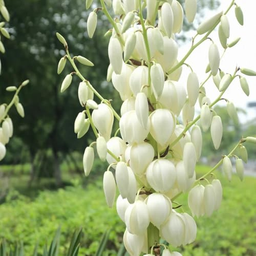 Semi di Yucca Filamentosa, semi di vecchie varietà giardino di esotiche semi di farfalle decorazione da giardino per esterni per luoghi soleggiati 50pcs