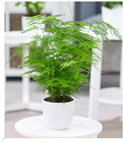 BALDUR Garten Asparagus Plumosa, 1 Pflanze, Zierspargel Zimmerpflanze Zimmerpflanze, Grünpflanze, mehrjährig - frostfrei halten, pflegeleicht, für Standort im Schatten geeignet