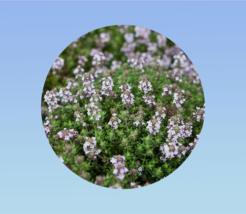 50 Graines de Thym d'Été - Variété Aromatique et Parfumé - Idéal Cuisine, Mellifère et très Résistant à la Sécheresse