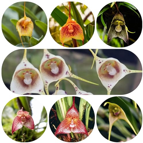 semi di orchidea scimmia, Dracula simia, per balcone per letto rialzato per decorazioni vecchie varietà di biologici 100pcs