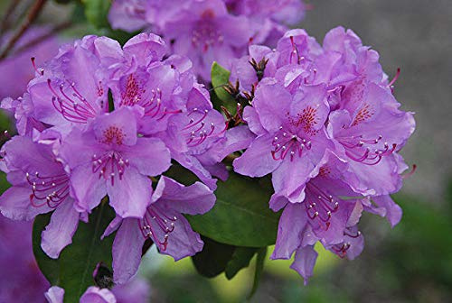 Portal Cool Rododendro 'catawbiense Boursault'