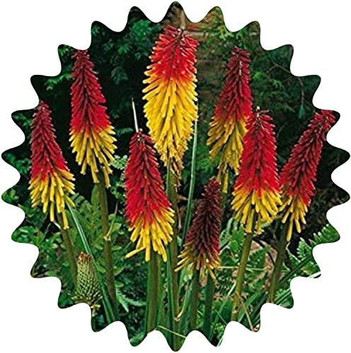 Fackellilie Samen / 30 Stück / Kniphofia uvaria / Raketenblumen / mehrjährig / auffällige Blütenkerzen