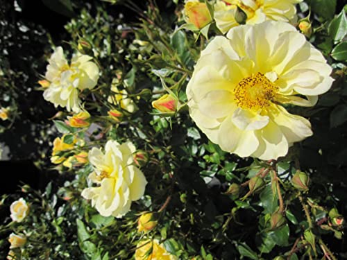 Rosa Bienenweide Gelb ® - Beetrose Bienenweide Gelb ® - Tantau Rose