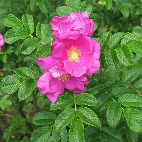 Plant World Seeds - Rosa Rugosa Seeds (Tree & Shrub Seeds)