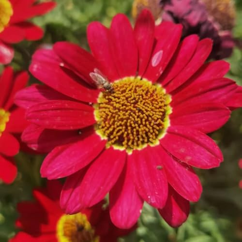 Semillas de Pyrethrum cinerariifolium - exóticas variedades antiguas balcón resistentes invernadero 50pcs