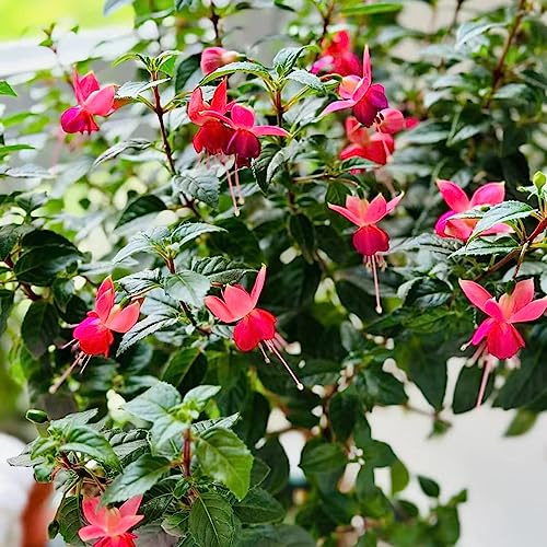 Fuchsiensamen schnittblumen indoor garten hochbeet pflanzensamen zimmerpflanzen blumensamen kräuterpflanzen kräutersamen frühblüher herbstblumen Fuchsien gartenkräuter büropflanzen 10samen