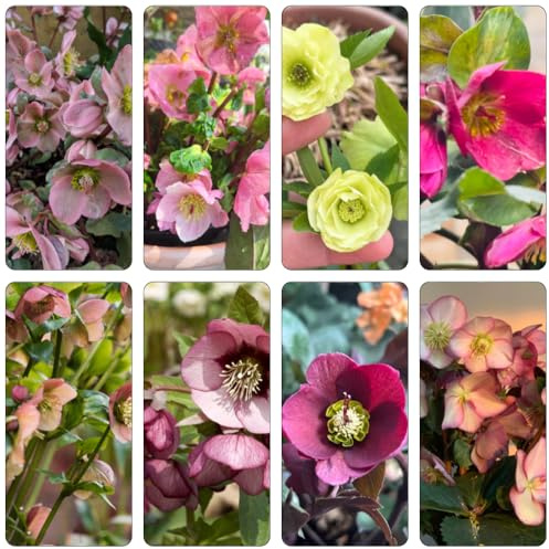 christrosen blumenwiese herbstaussaat mehrjährig dachbegrünung wildblumen balkonblumen blumenstauden winterhart biosaatgut balkonpflanze dekopflanze blumenbeet balkon blumenwiesensaat 300samen