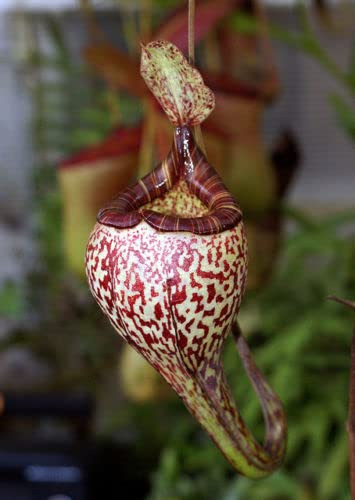 5 semi di NEPENTHES VOGELII semi di pianta carnivora