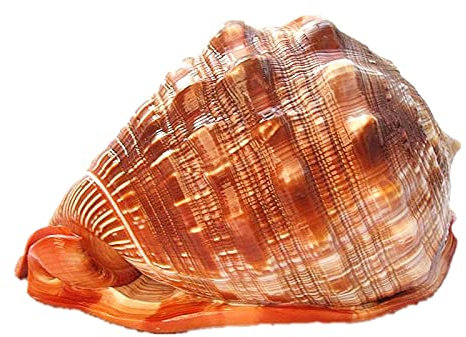 HIFRQVVC Coquillage Naturel,Coquillages de Plage, Grand Coquillage à Motif Marron, décoration Nautique, Coquillage Poli Turbo, collectionneur de Crabe ermite, 5,2 à 7,2 Pouces(5.5~5.9inch)