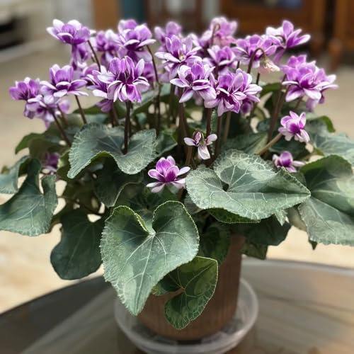 alpenveilchen, cyclamen steingartenpflanzen bodendecker winterhart mehrjährig topfpflanzen schnittblumen blumenwiese mehrjährig 550samen