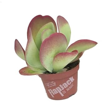 Planta Natural Kalanchoe Thyrsiflora Suculenta de Interior y Exterior Bryophyllum