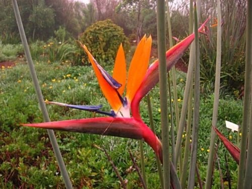 Graines De Strelitzia Juncea, Oiseau De Paradis À Feuilles De Jonc