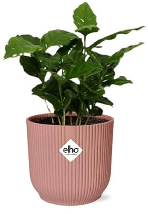Kaffee Pflanze – Coffea Arabica – Zimmerpflanze im Topf Vibes Fold 14cm Rosa – tropische Kaffeepflanze für Zuhause & Büro