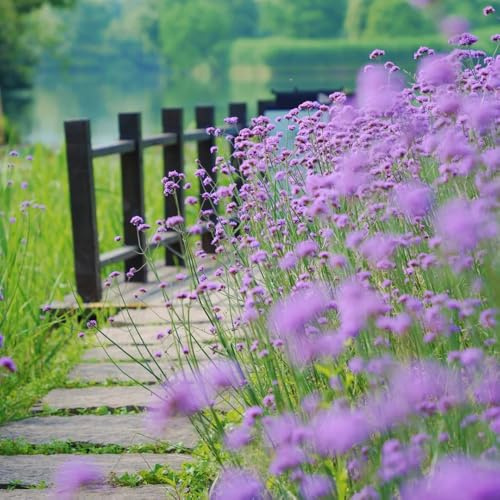Semi di Verbena officinalis, semi di copertura del terreno da giardino roccioso resistenti da balcone regali per gli amanti del giardino perenni 400pcs