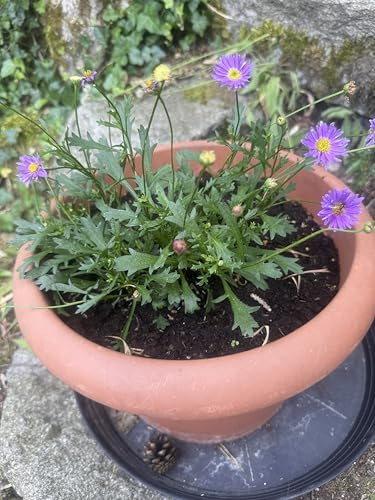 Générique Graines de Marguerites Bleues Brachyscome Iberidifolia, 300 Graines, Culture Extérieure, Floraison 60-90 Jours, Hauteur 100 cm, Sol Bien Drainé