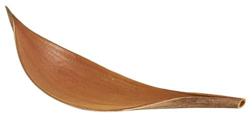 Hojas de palma secas - 40-50 cm Hoja de cacao, decorativo de madera de estilo nórdico - Follaje exótico natural, 8-10 cm de ancho | Envuelto individualmente, respetuoso con el medio ambiente