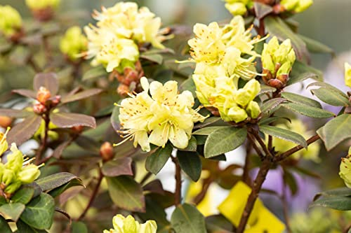 Rhododendron hanceanum 'Princess Anne' 25–30 cm – Winterhart, Immergrün, Mehrjährig – Zwerg-Rhododendron – Kübelpflanze für Terrasse & Balkon