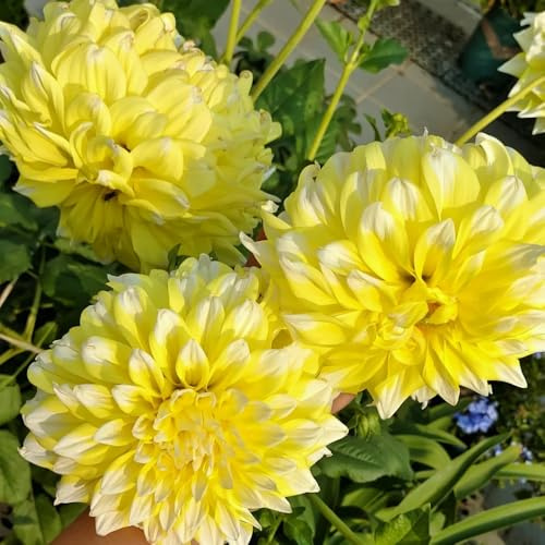 12bulbos tubérculos de dalia, perenne resistente, Comprar dalia ación primaveral, decoración