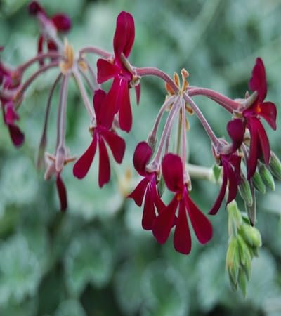 100 pièces de graines de fleurs de Pelargonium sidoides