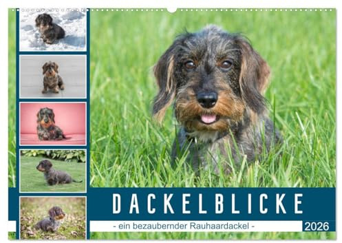 Dackelblicke - ein bezaubernder Rauhaardackel (Wandkalender 2026 DIN A2 quer), CALVENDO Monatskalender: Hundeblicke, die verzaubern (CALVENDO Tiere)