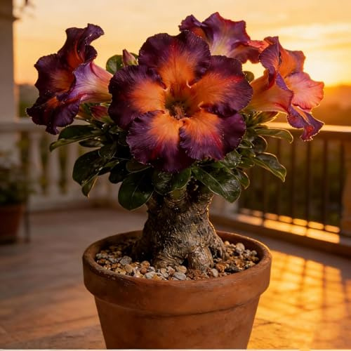 Pianta Succulenta Adenium con Fiori Viola e Arancione, Facile da Coltivare per Casa, Balcone e Giardino