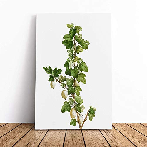 Gooseberry Bush by Pierre-Joseph Redoute | Canvas Wall Art Print | Framed & Ready to Hang Picture | Modern Home Decor for Living Room, Bedroom, Kitchen or Office | 30x20 Inches