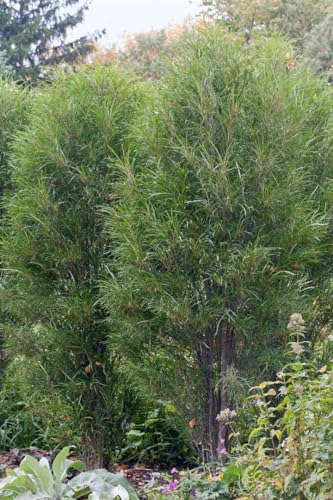 Rhamnus frangula 'Fine Line' 40-60 cm – Winterhart, Mehrjährig, Pflegeleicht – Säulen-Faulbaum – Heckenpflanze für Garten & Sichtschutz